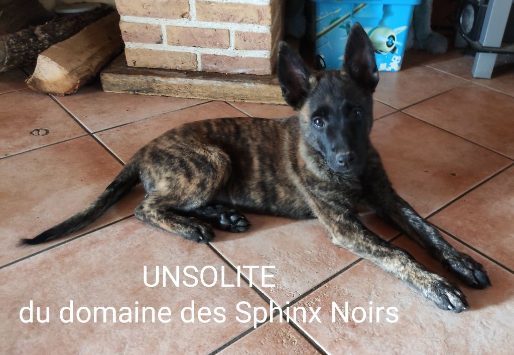 Unsolite du domaine des Sphinx Noirs