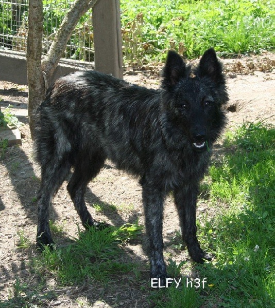 Elfy Du hameau des trois fontaines