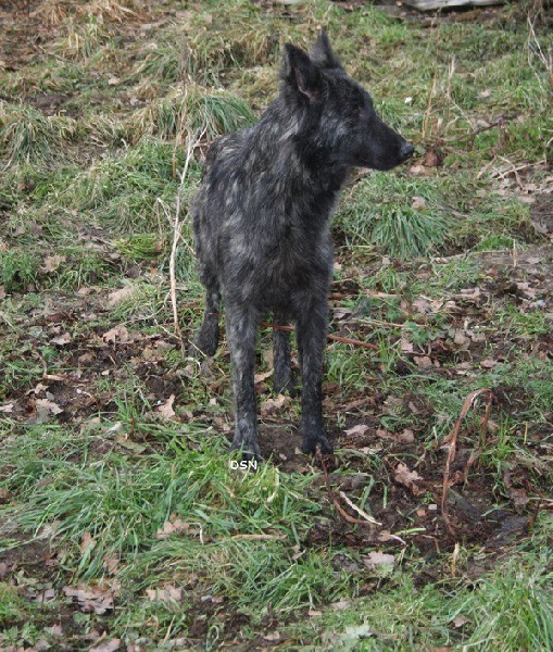 Elfy Du hameau des trois fontaines