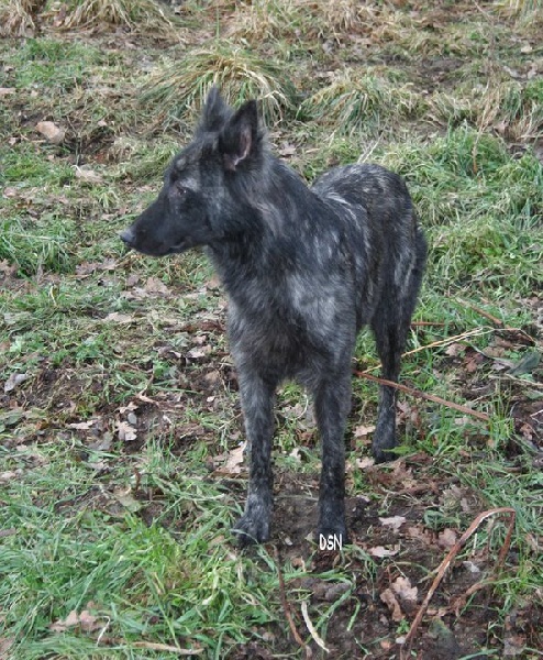 Elfy Du hameau des trois fontaines