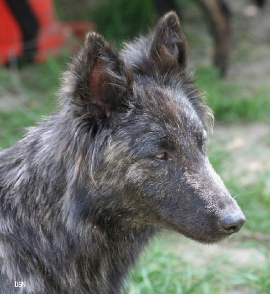 Elfy Du hameau des trois fontaines