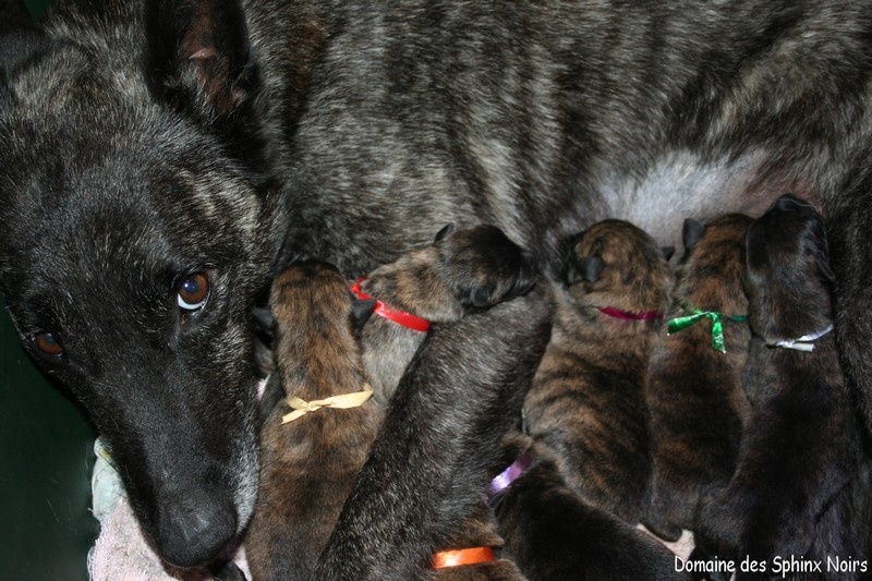 chiot Berger hollandais du domaine des Sphinx Noirs