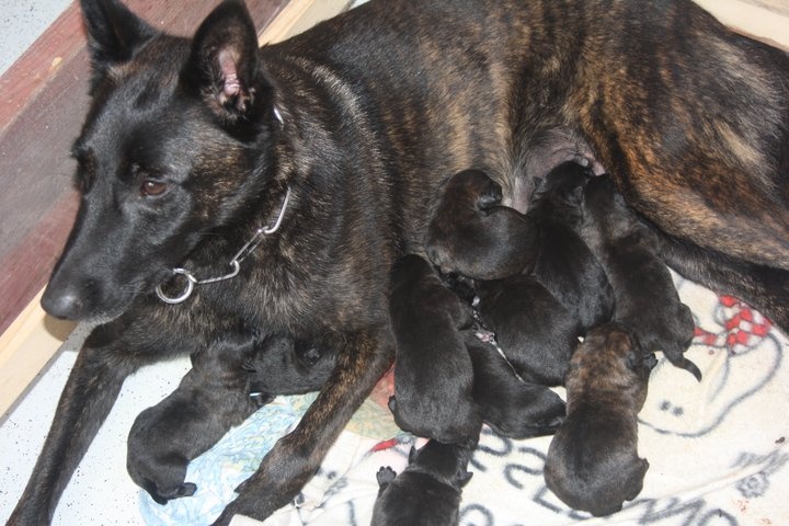 chiot Berger hollandais du domaine des Sphinx Noirs