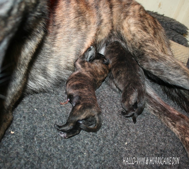 chiot Berger hollandais du domaine des Sphinx Noirs