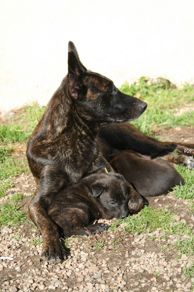 chiot Berger hollandais du domaine des Sphinx Noirs