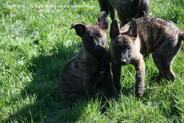 chiot Berger hollandais du domaine des Sphinx Noirs