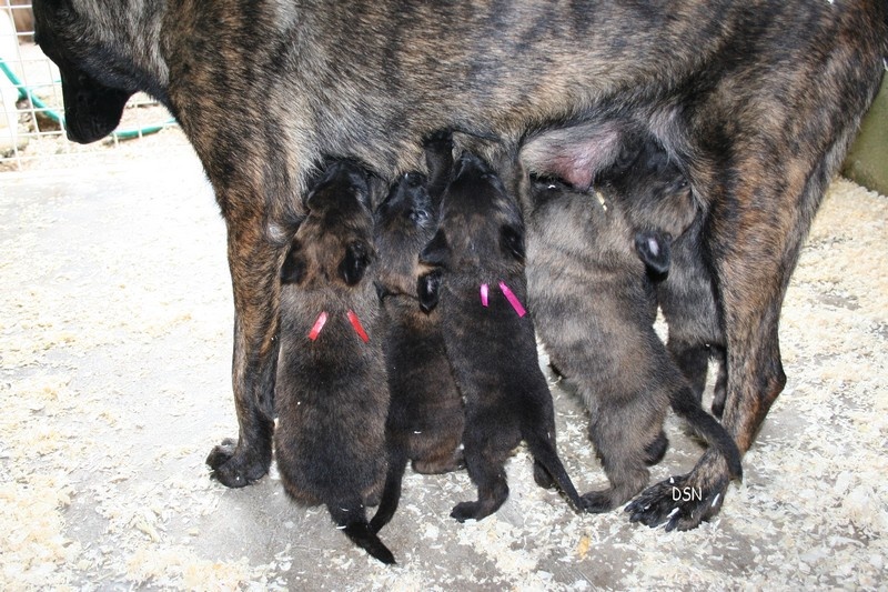 chiot Berger hollandais du domaine des Sphinx Noirs