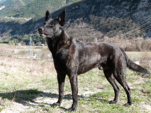 Enzo du domaine des Sphinx Noirs