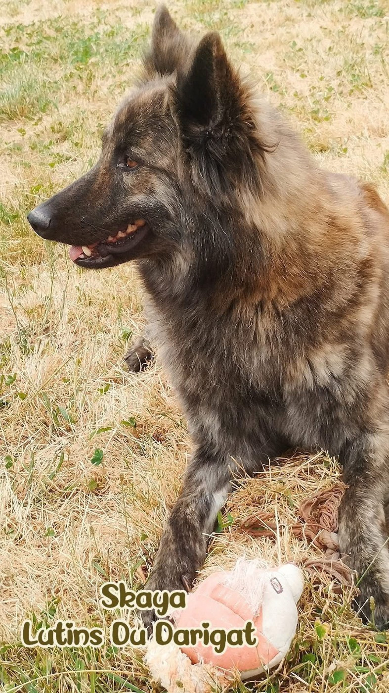 Ska Des Lutins Du Darigat