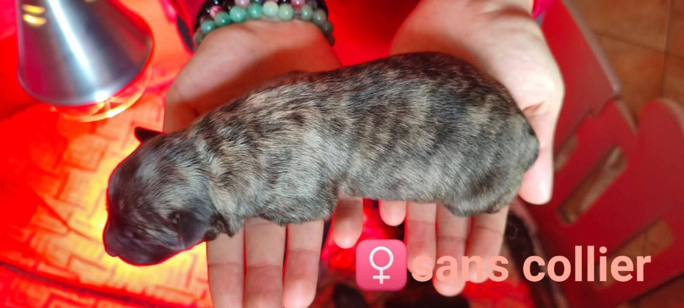 du domaine des Sphinx Noirs - Chiots disponibles - Berger hollandais