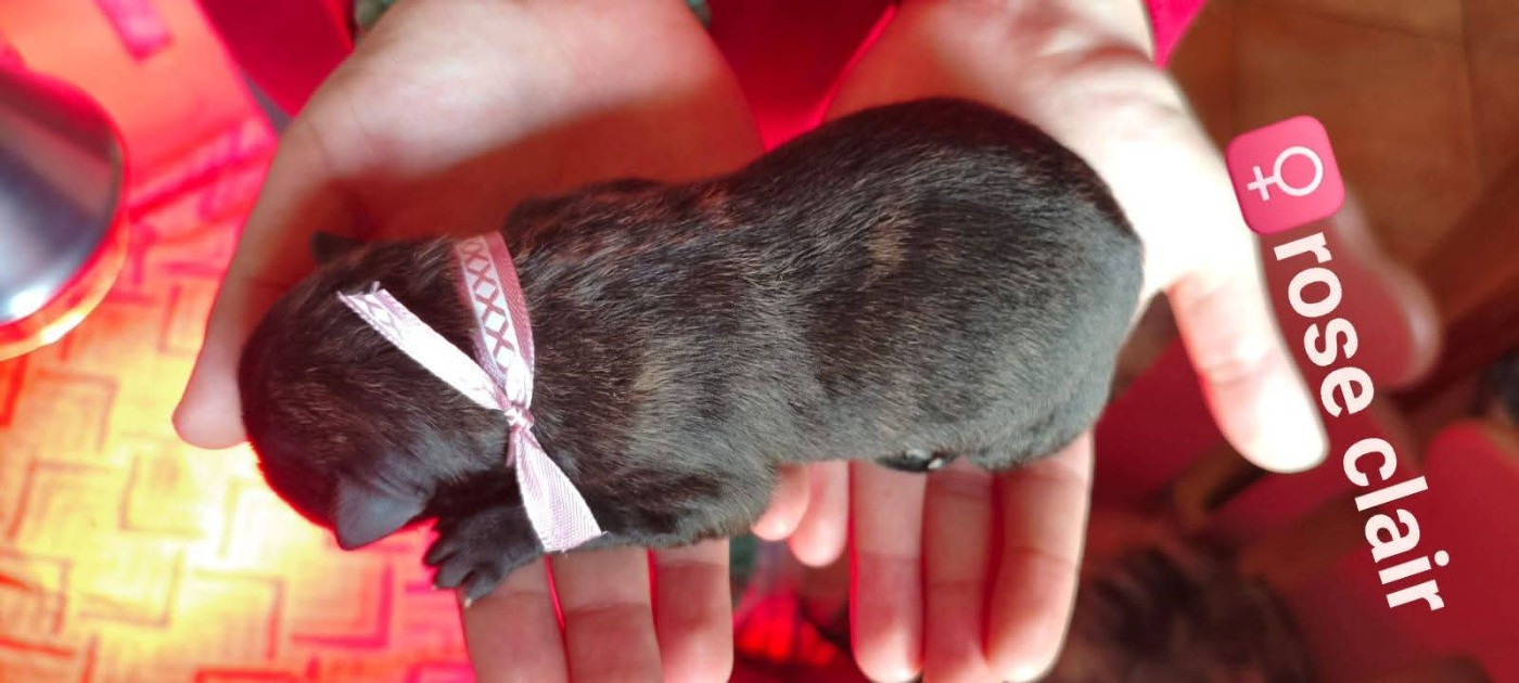 du domaine des Sphinx Noirs - Chiots disponibles - Berger hollandais