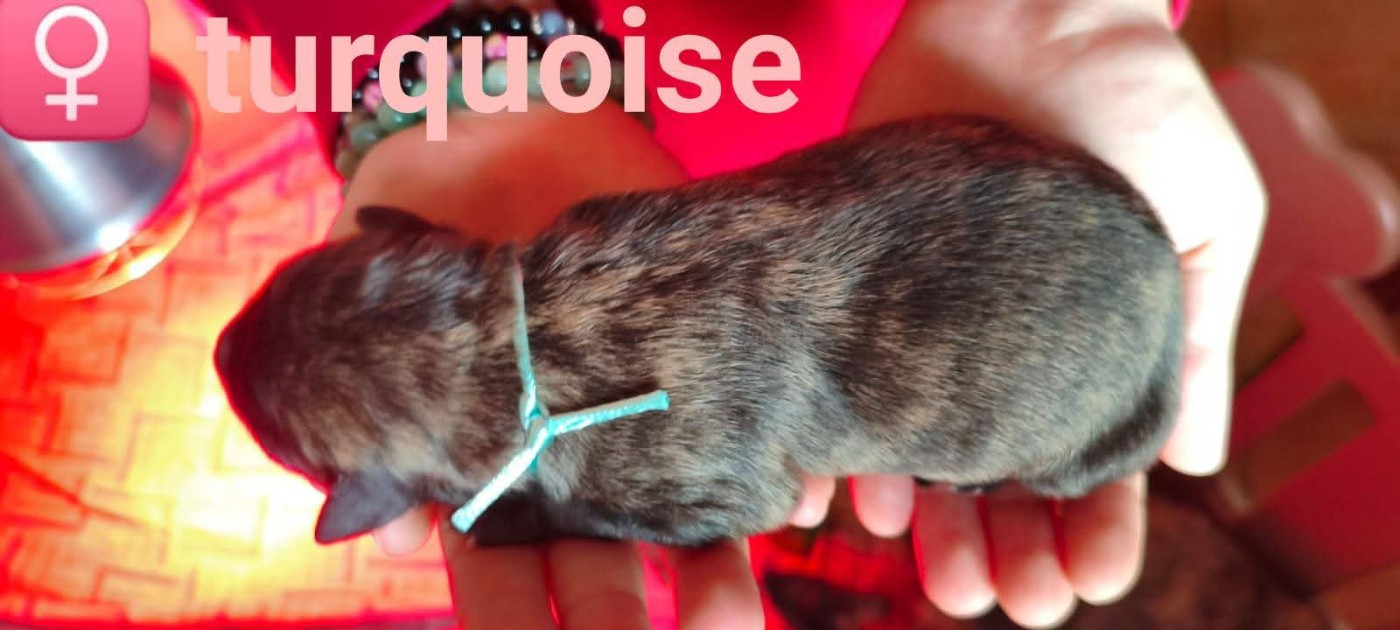 du domaine des Sphinx Noirs - Chiots disponibles - Berger hollandais