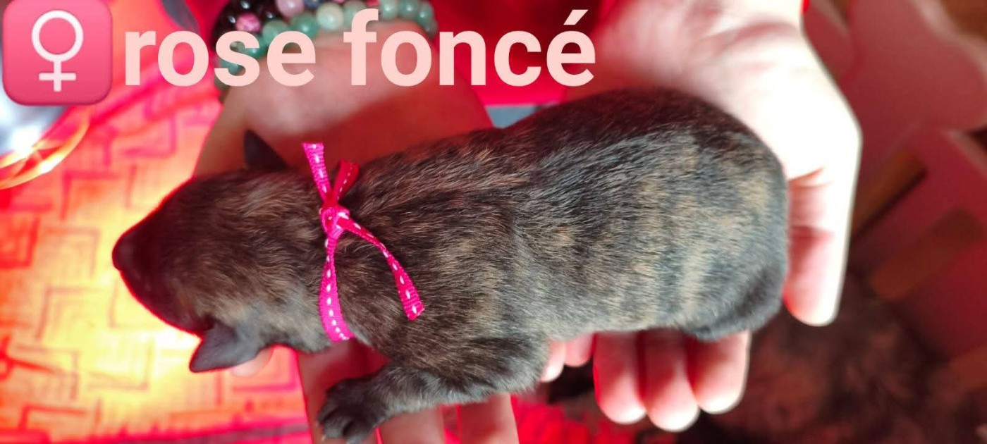 du domaine des Sphinx Noirs - Chiots disponibles - Berger hollandais