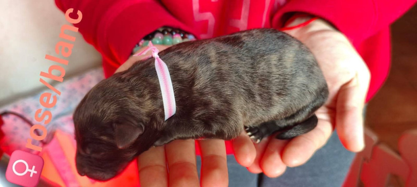 du domaine des Sphinx Noirs - Chiots disponibles - Berger hollandais