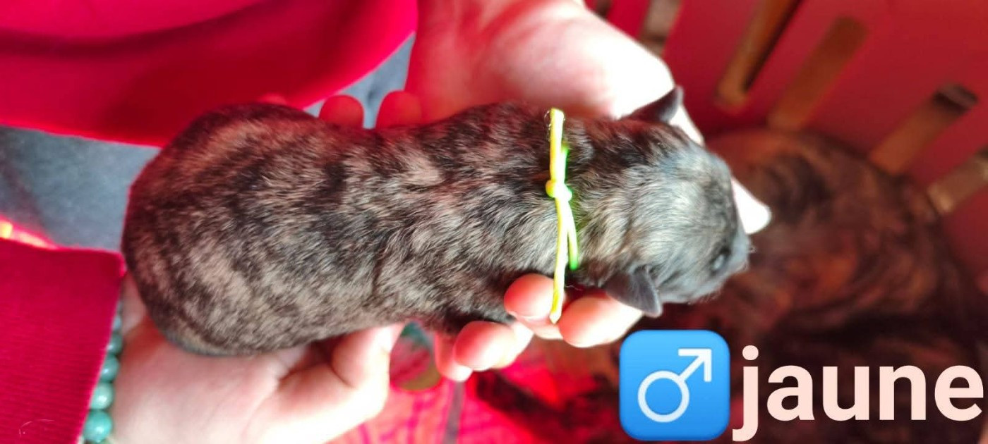 du domaine des Sphinx Noirs - Chiots disponibles - Berger hollandais