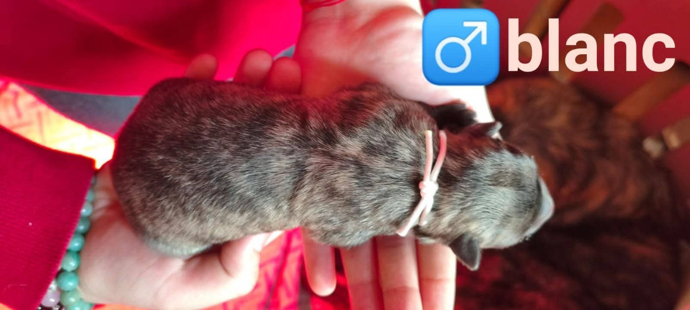 du domaine des Sphinx Noirs - Chiots disponibles - Berger hollandais