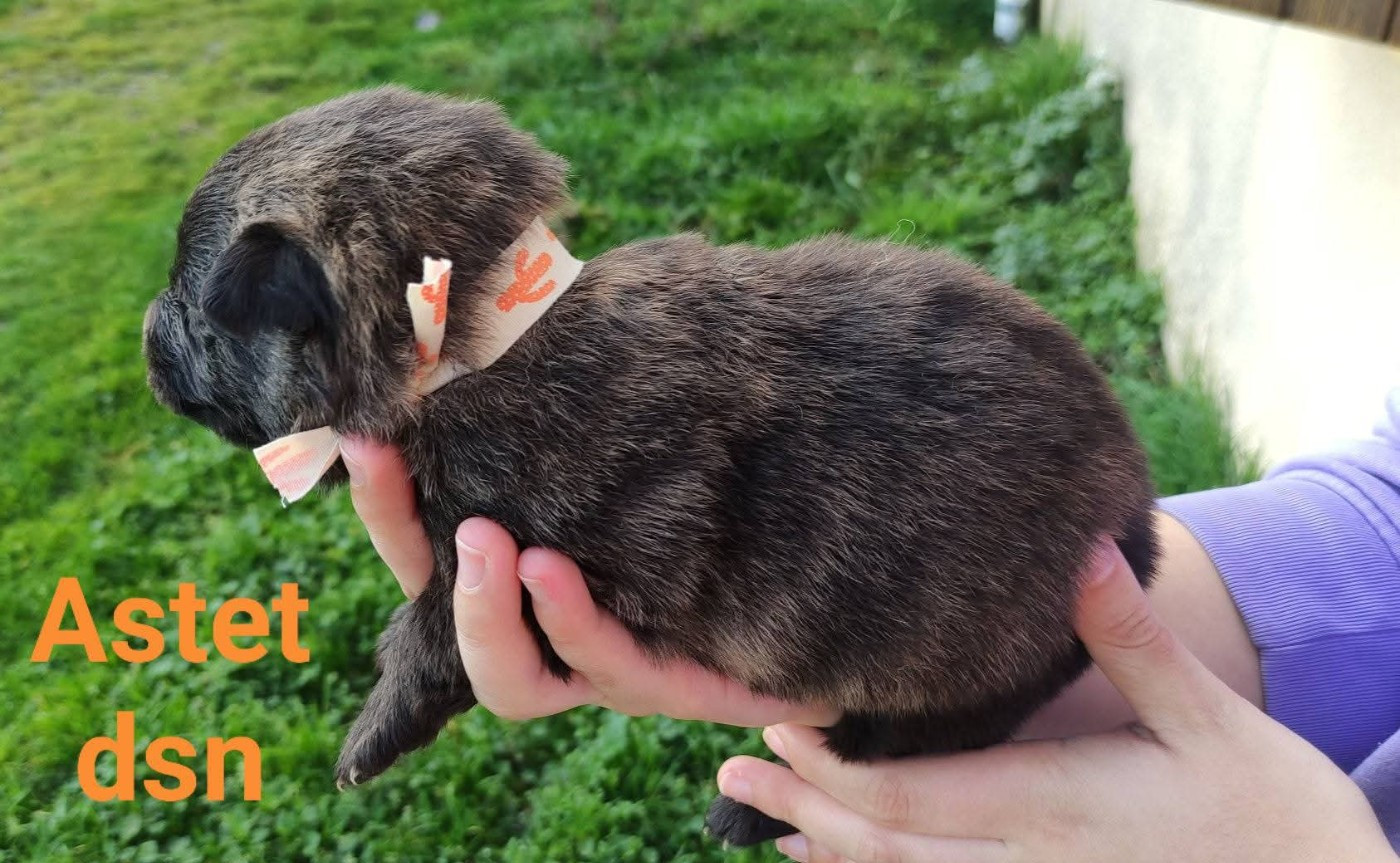 du domaine des Sphinx Noirs - Chiots disponibles - Berger hollandais