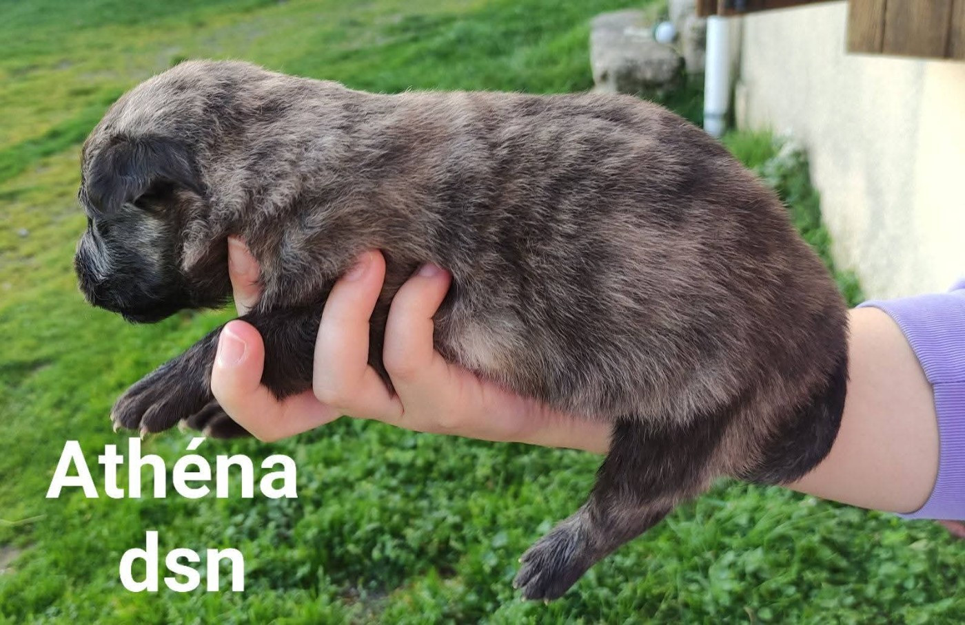 du domaine des Sphinx Noirs - Chiots disponibles - Berger hollandais