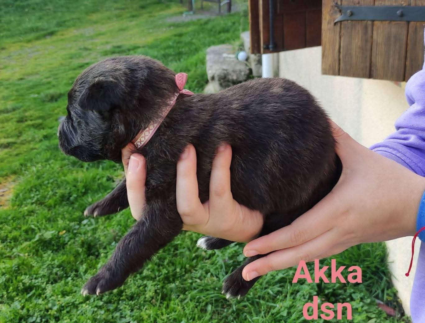 du domaine des Sphinx Noirs - Chiots disponibles - Berger hollandais