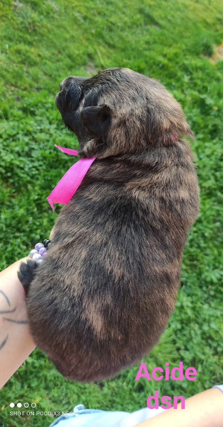 du domaine des Sphinx Noirs - Chiots disponibles - Berger hollandais