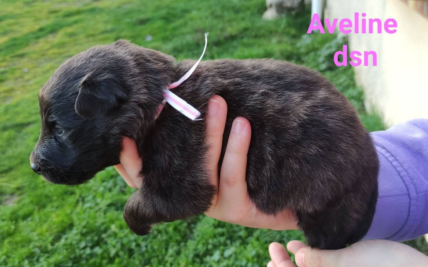du domaine des Sphinx Noirs - Chiots disponibles - Berger hollandais
