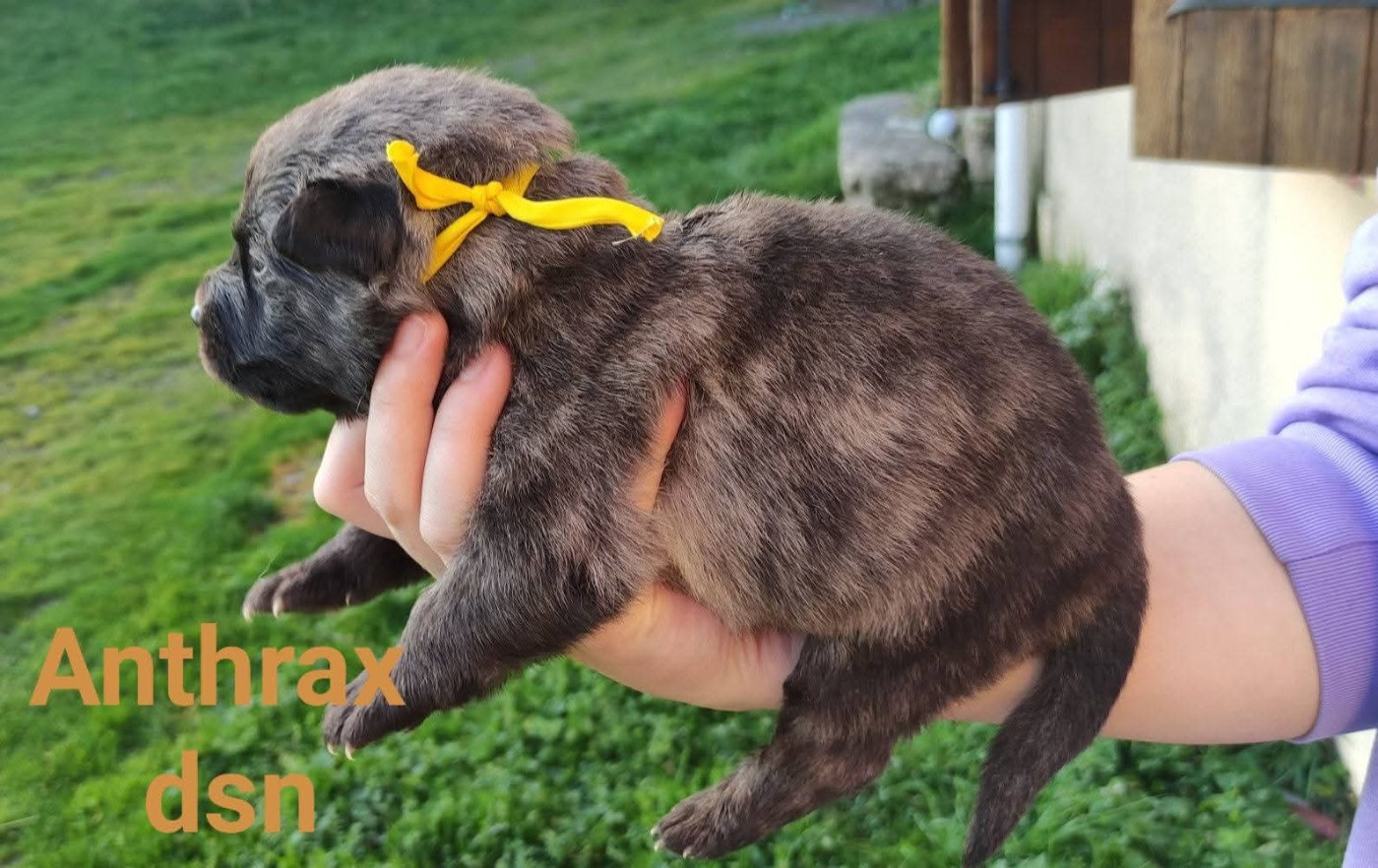 du domaine des Sphinx Noirs - Chiots disponibles - Berger hollandais