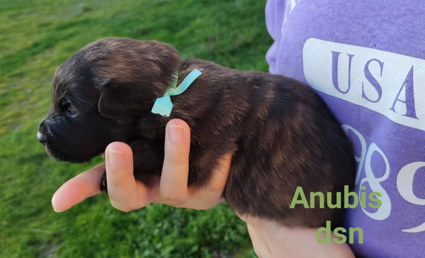 du domaine des Sphinx Noirs - Chiots disponibles - Berger hollandais