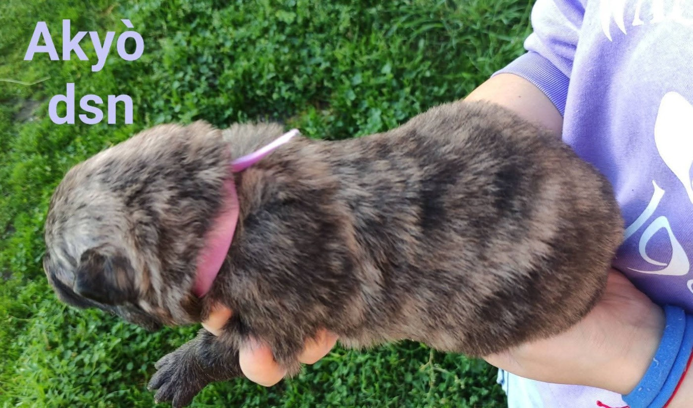 du domaine des Sphinx Noirs - Chiots disponibles - Berger hollandais