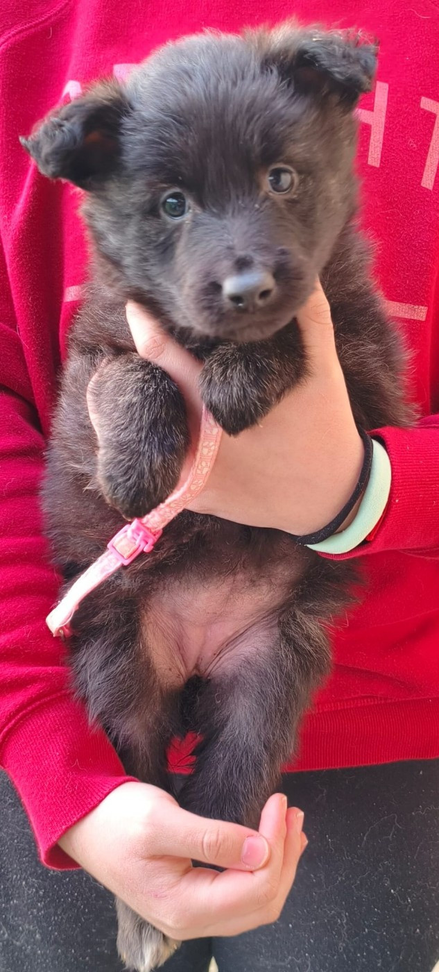 du domaine des Sphinx Noirs - Chiots disponibles - Berger hollandais