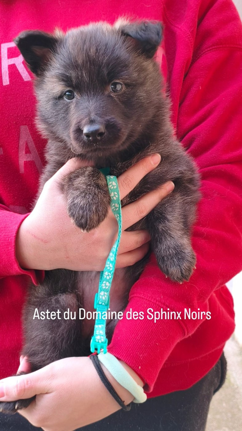 du domaine des Sphinx Noirs - Chiots disponibles - Berger hollandais