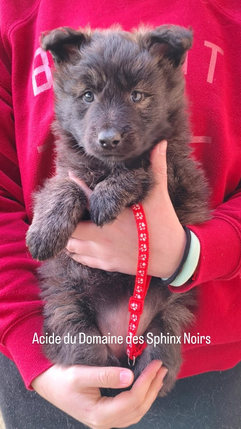 du domaine des Sphinx Noirs - Chiots disponibles - Berger hollandais