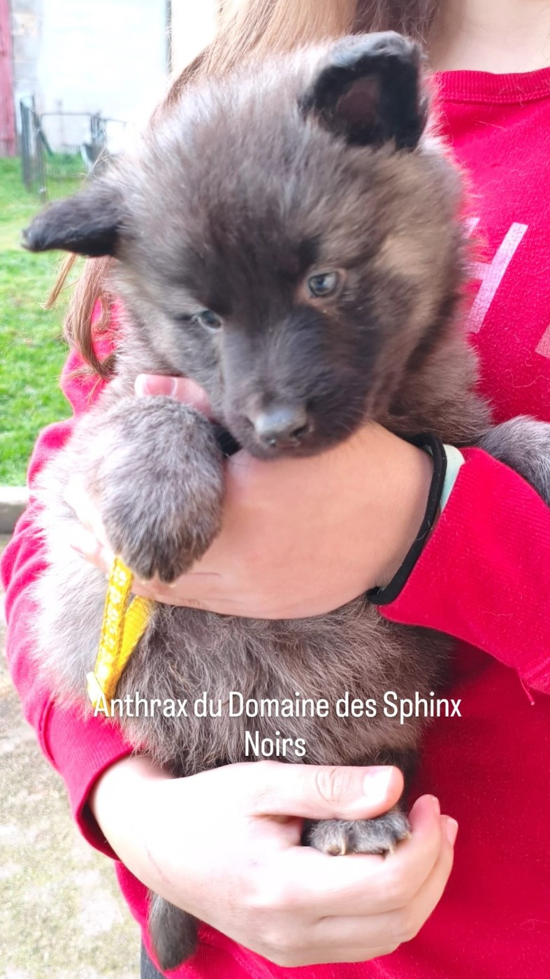 du domaine des Sphinx Noirs - Chiots disponibles - Berger hollandais
