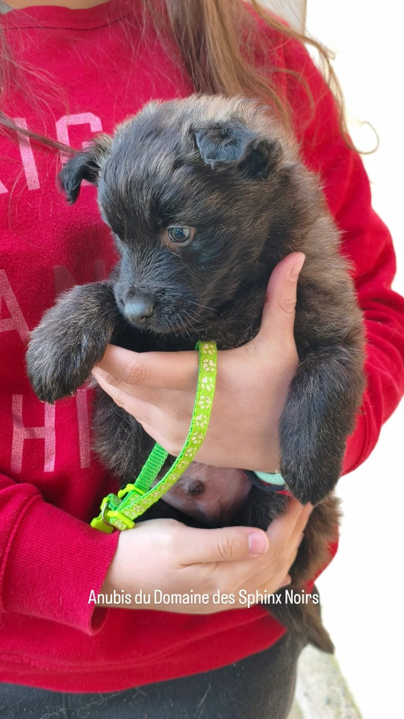 du domaine des Sphinx Noirs - Chiots disponibles - Berger hollandais