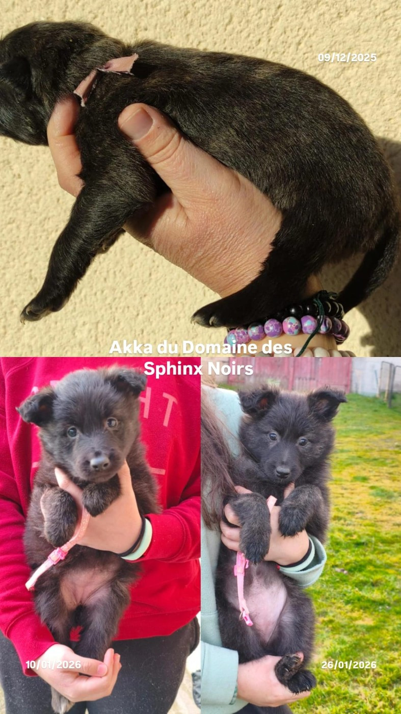 du domaine des Sphinx Noirs - Chiots disponibles - Berger hollandais
