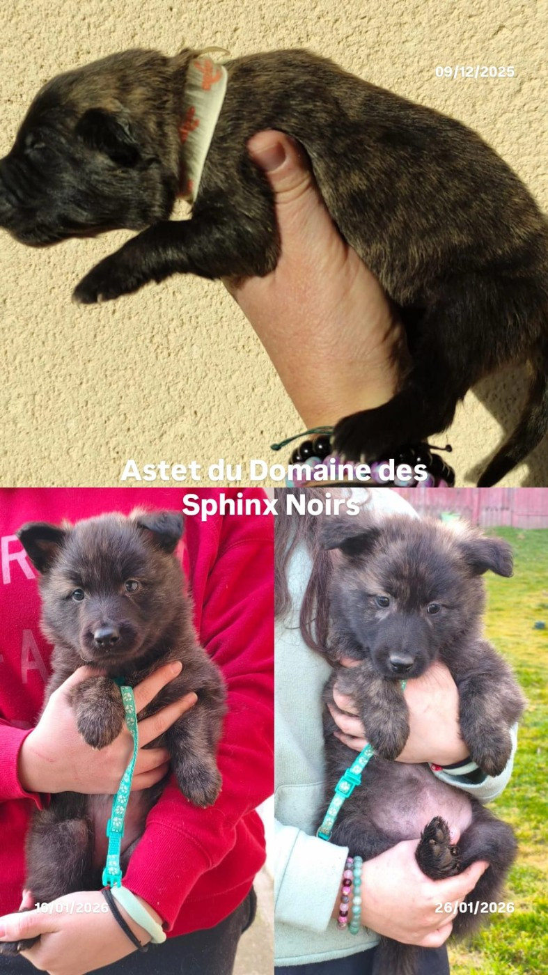 du domaine des Sphinx Noirs - Chiots disponibles - Berger hollandais