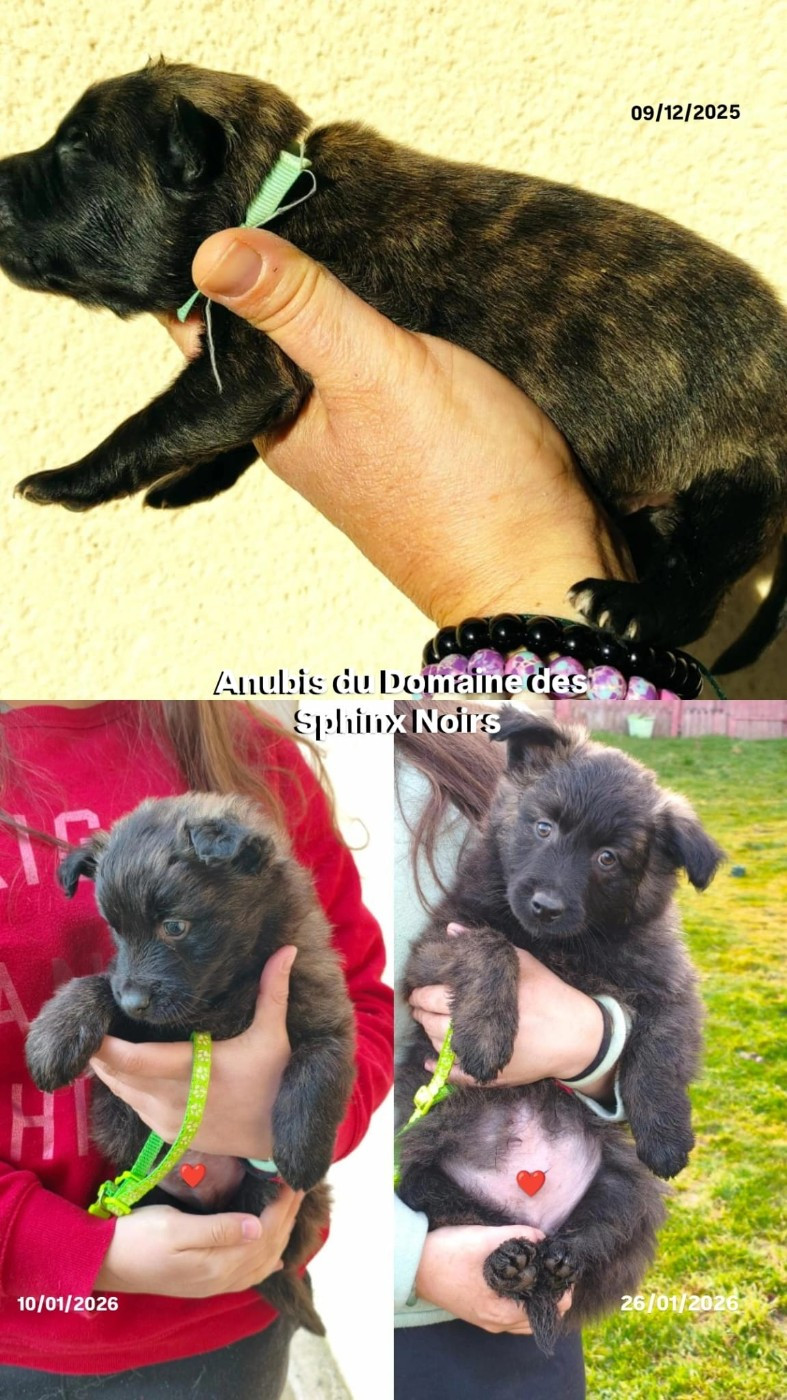 du domaine des Sphinx Noirs - Chiots disponibles - Berger hollandais