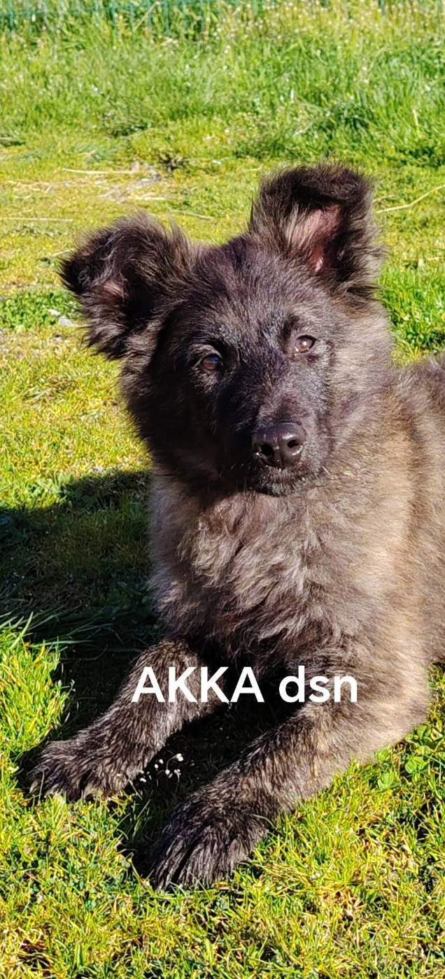 du domaine des Sphinx Noirs - Chiots disponibles - Berger hollandais