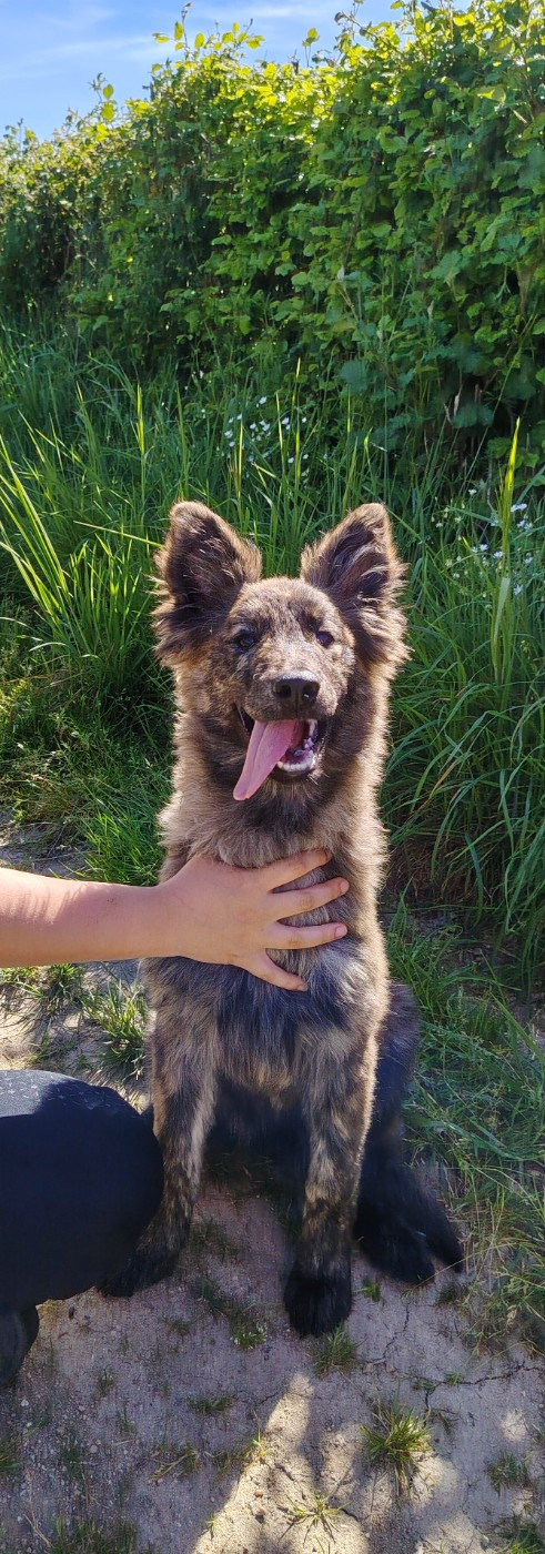 du domaine des Sphinx Noirs - Chiots disponibles - Berger hollandais