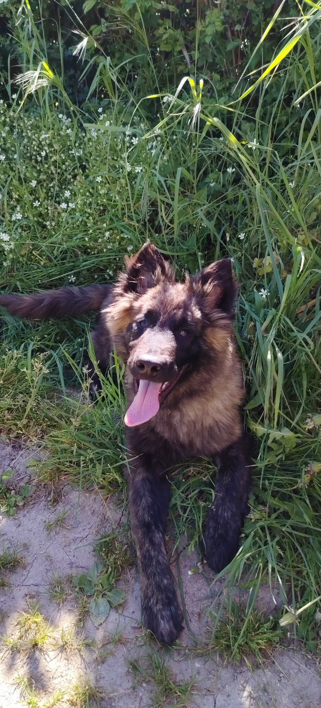 du domaine des Sphinx Noirs - Chiots disponibles - Berger hollandais