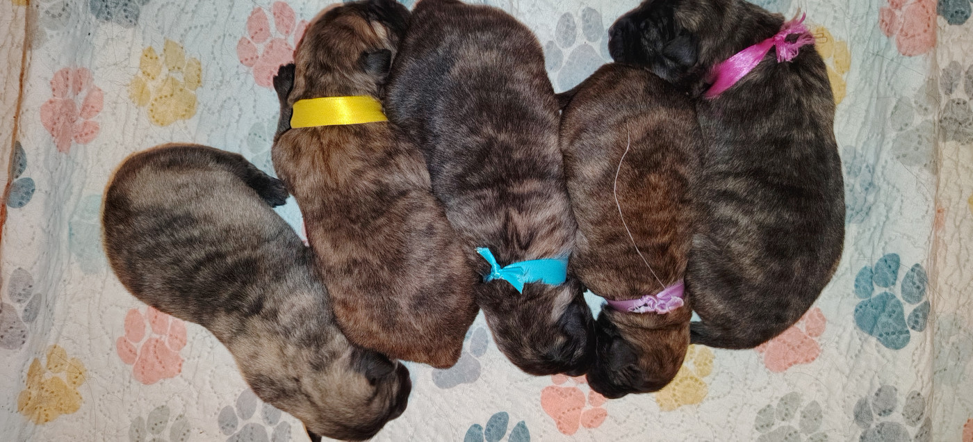 Chiot Berger hollandais du domaine des Sphinx Noirs
