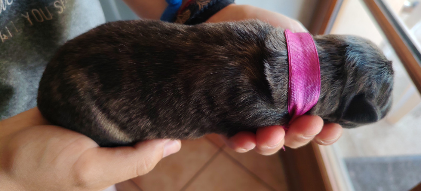 du domaine des Sphinx Noirs - Chiots disponibles - Berger hollandais