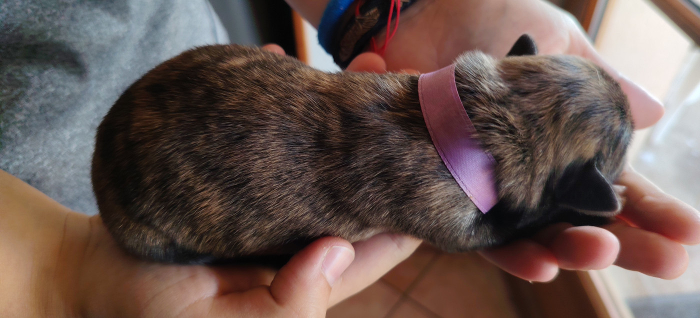 du domaine des Sphinx Noirs - Chiots disponibles - Berger hollandais