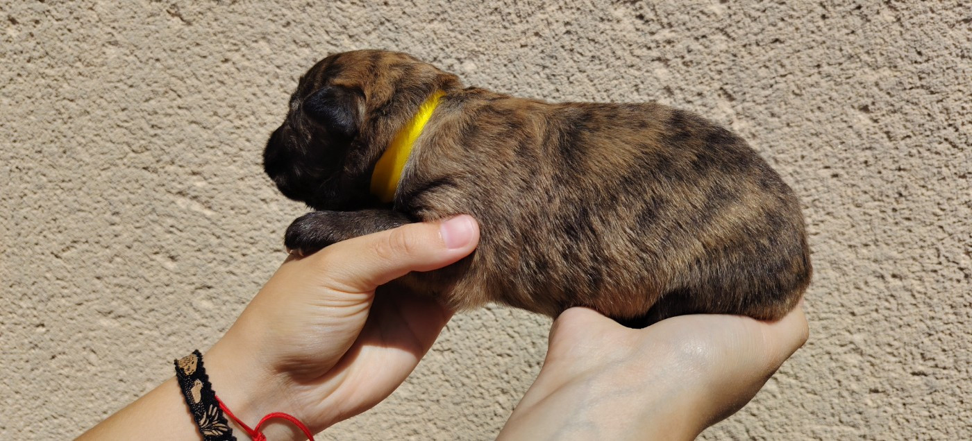 du domaine des Sphinx Noirs - Chiots disponibles - Berger hollandais