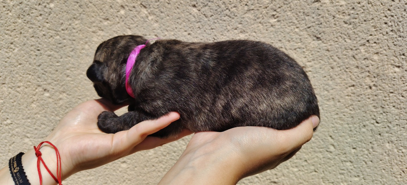 du domaine des Sphinx Noirs - Chiots disponibles - Berger hollandais