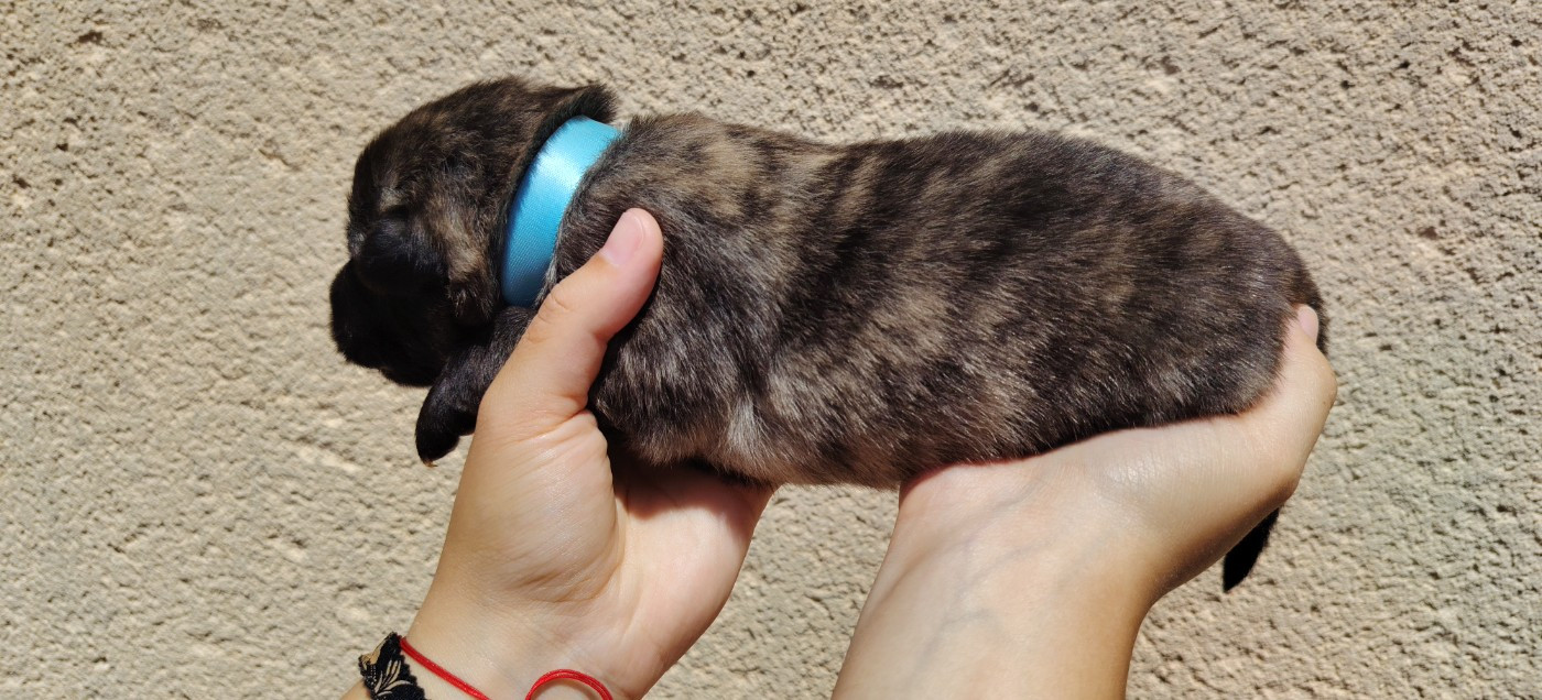 du domaine des Sphinx Noirs - Chiots disponibles - Berger hollandais