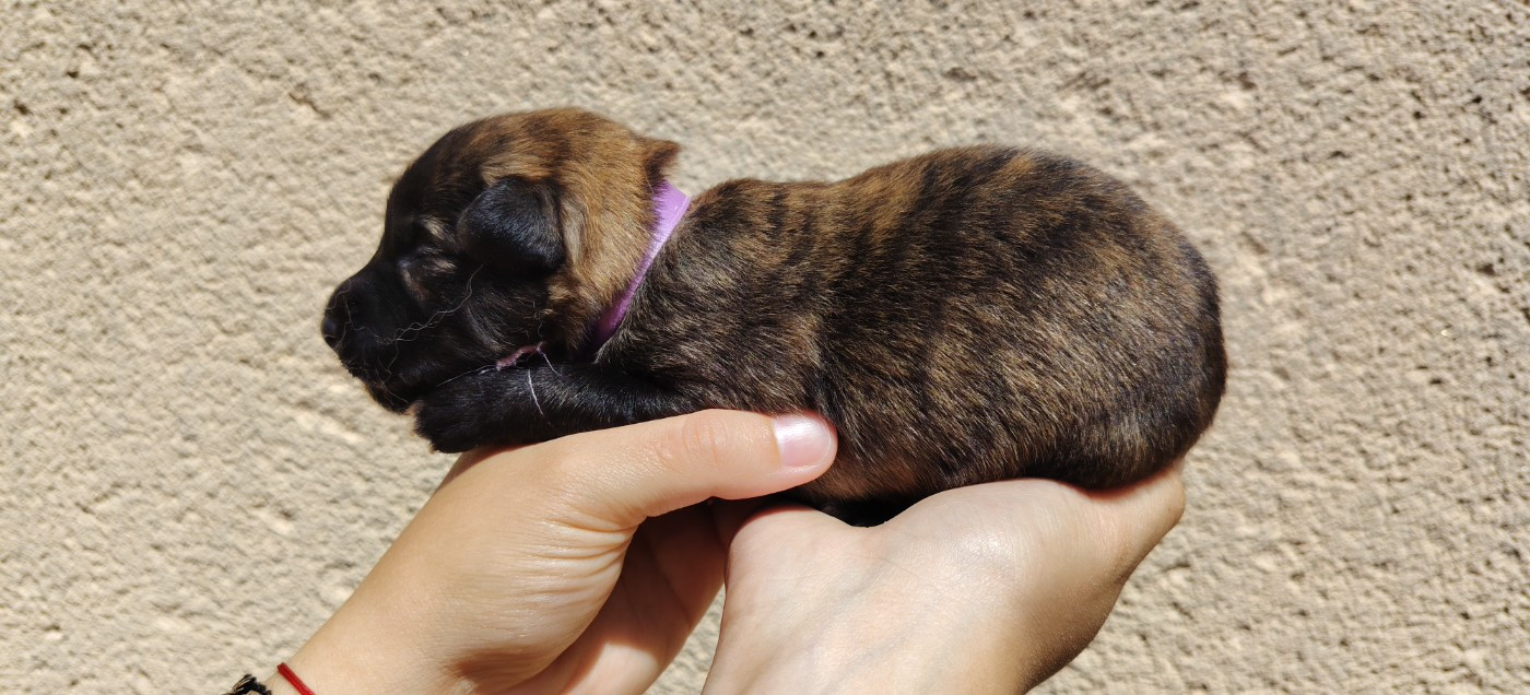 du domaine des Sphinx Noirs - Chiots disponibles - Berger hollandais