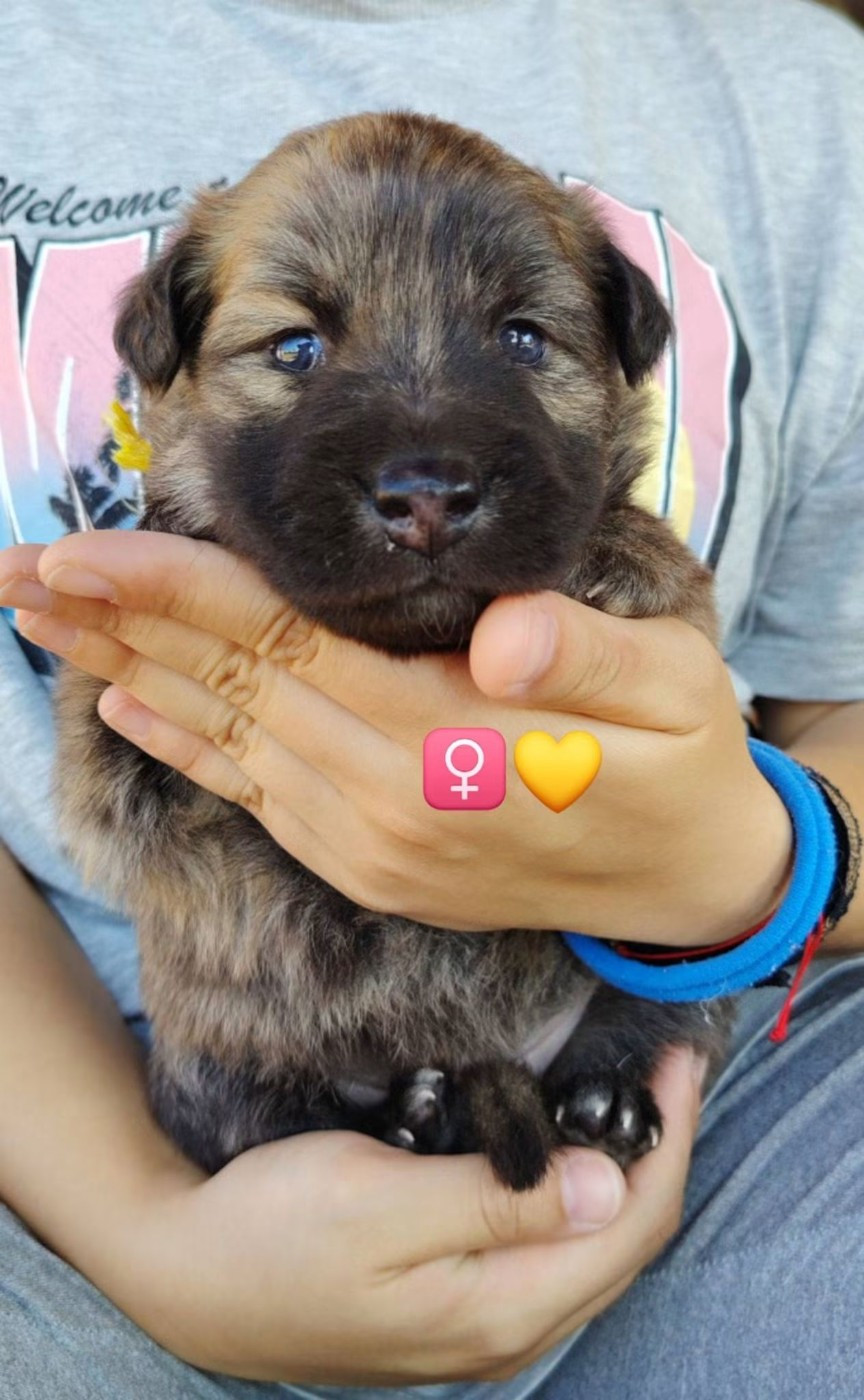 du domaine des Sphinx Noirs - Chiots disponibles - Berger hollandais