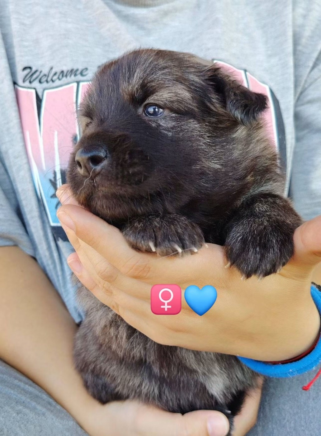 du domaine des Sphinx Noirs - Chiots disponibles - Berger hollandais