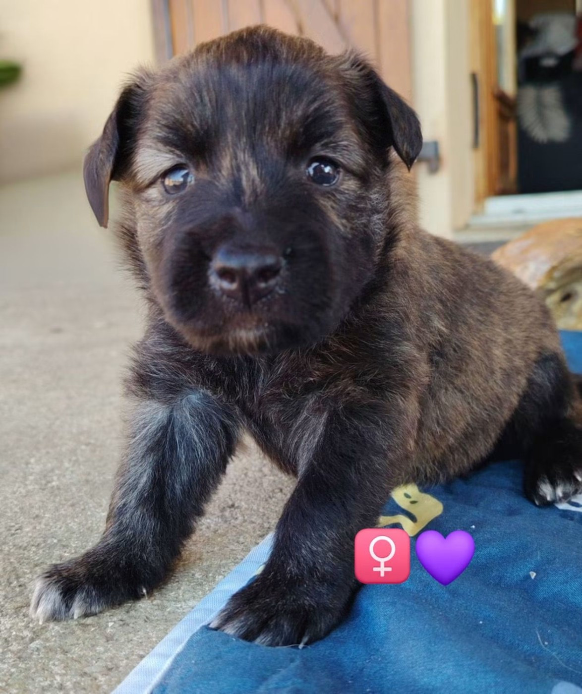 du domaine des Sphinx Noirs - Chiots disponibles - Berger hollandais