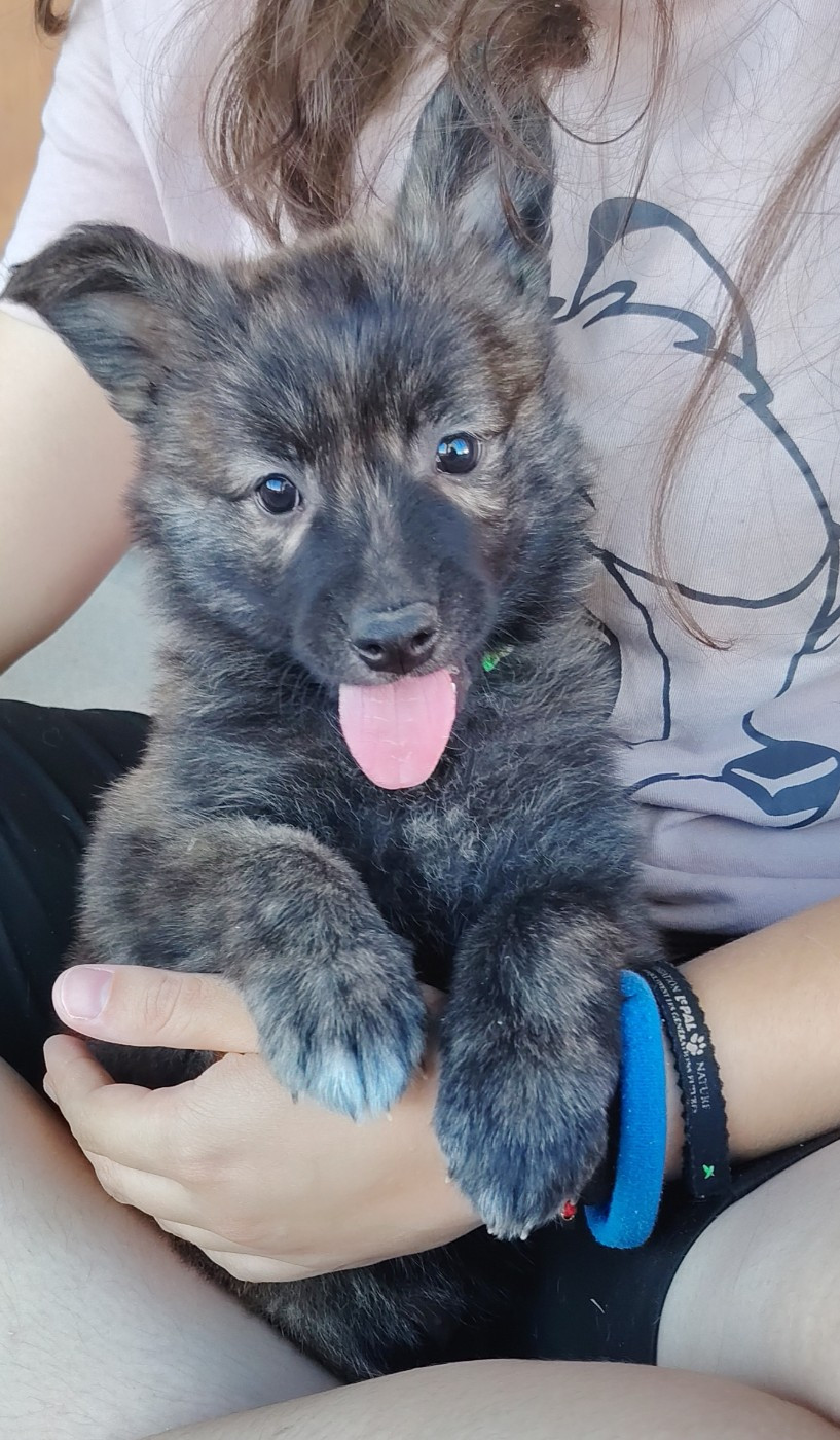 du domaine des Sphinx Noirs - Chiots disponibles - Berger hollandais